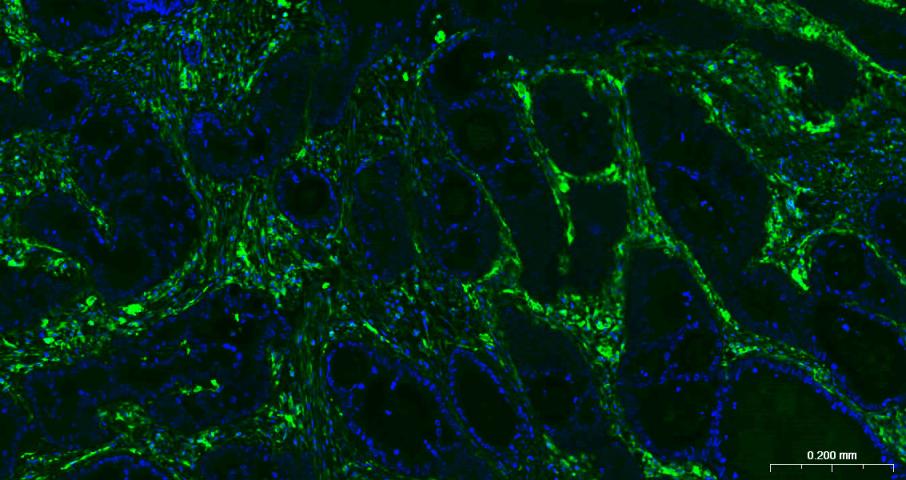 Vimentin Mouse mAb(bsm-33170M)