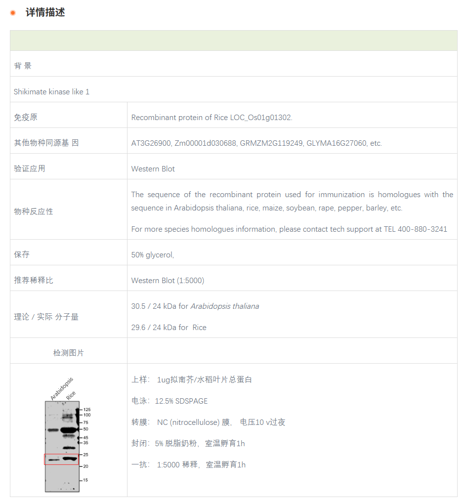 【植物抗体】Anti-SKL1 / Shikimate ki