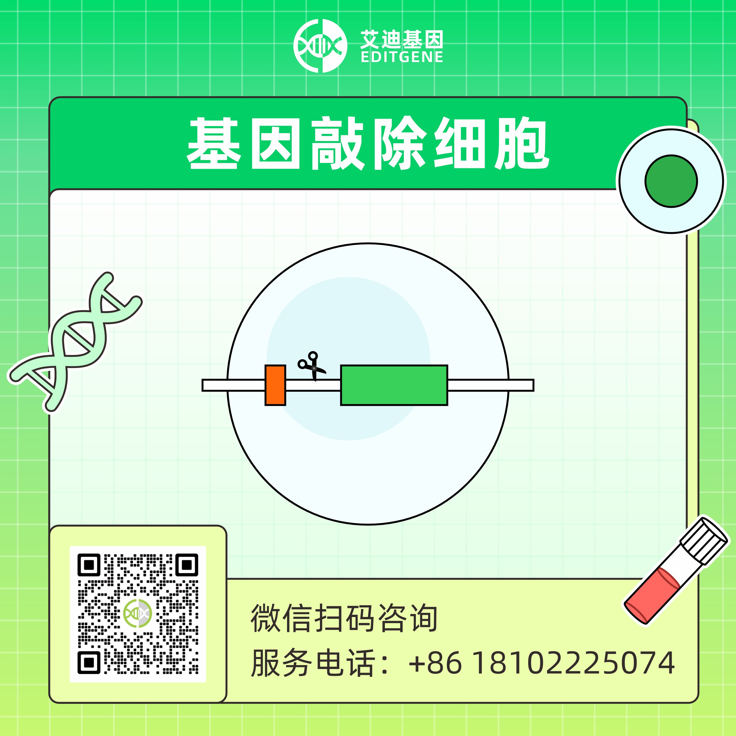 CRISPR-Cas9基因敲除细胞株构建服务（单基因敲除/多基因敲除/移码突变/片段敲除）