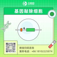 CRISPR-Cas9基因敲除细胞株构建服务（单基因敲除/多基因敲除/移码突变/片段敲除）