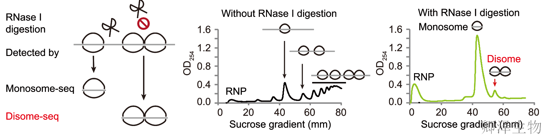 超越转录组，您的翻译组学研究最佳合作伙伴， 让核糖体的“工作实况”一目了然