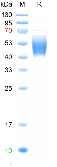 Recombinant mouse CD19 protein