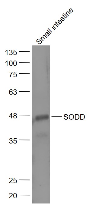 SODD Rabbit pAb(bs-10774R)-50u