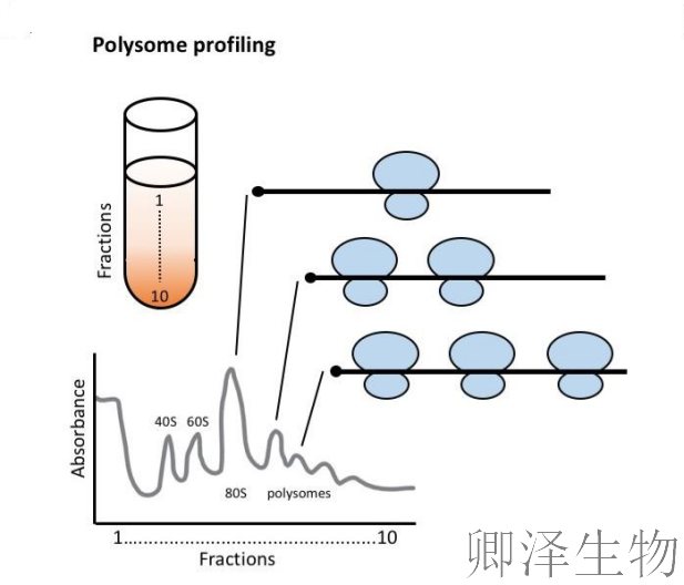超越转录组，您的翻译组学研究最佳合作伙伴， 让核糖体的“工作实况”一目了然