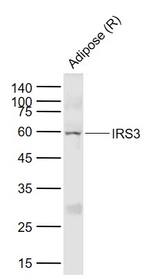 IRS3 Rabbit pAb(bs-0186R)-50ul