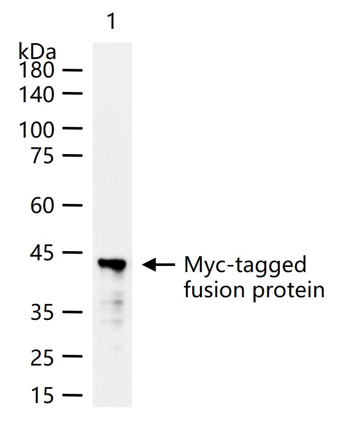 Myc Tag Mouse mAb(bsm-51003M)-