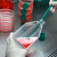 SPL Life Sciences耗材