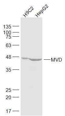 MVD Rabbit pAb(bs-5085R)-50ul/