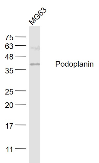 Podoplanin Rabbit pAb(bs-10673