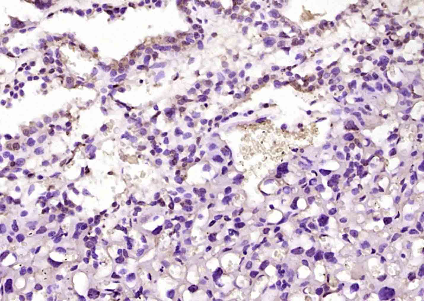 C2orf72 Rabbit pAb(bs-15159R)-