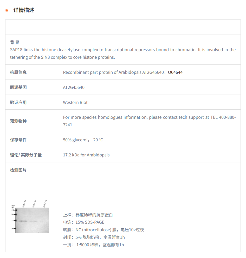 【植物抗体】Anti-SAP18/ Histone deac