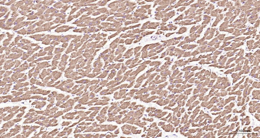 Cytochrome C Rabbit pAb(bs-001