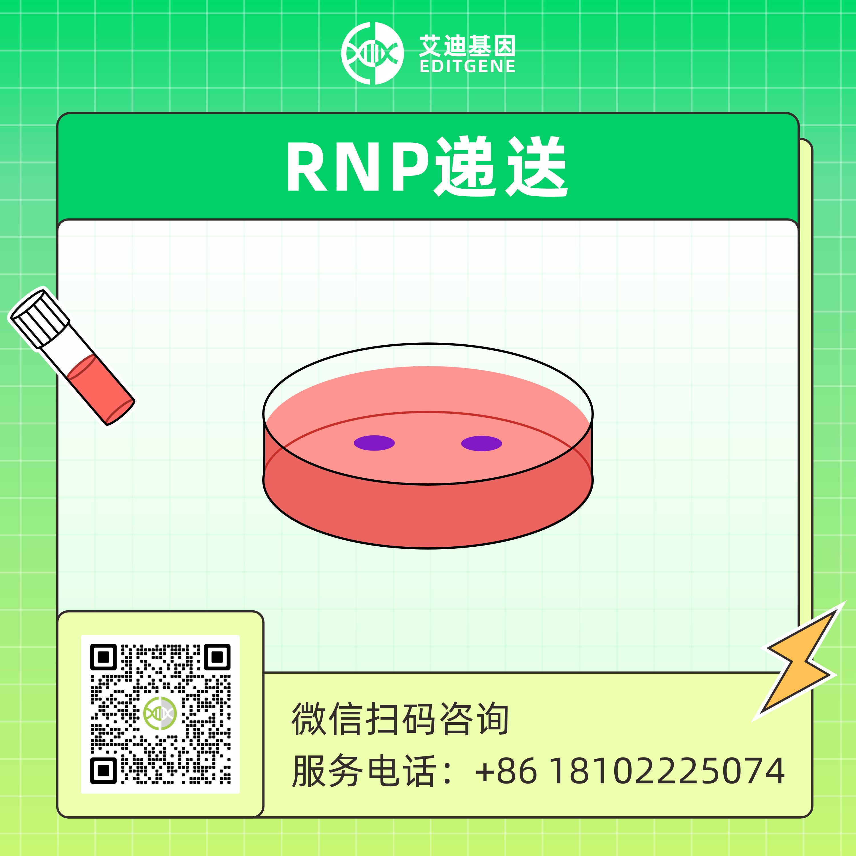 核糖核蛋白(RNP)递送服务