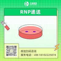 核糖核蛋白（RNP）递送服务