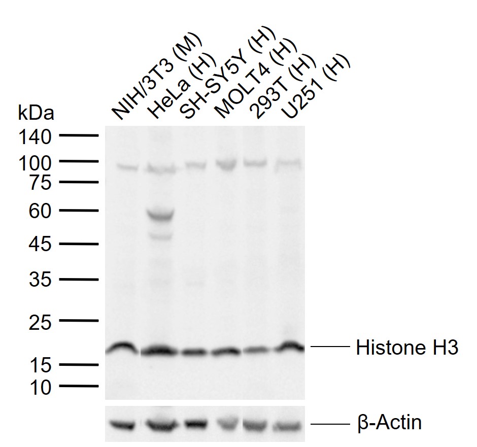 Histone H3 (mono methyl K9) Mo