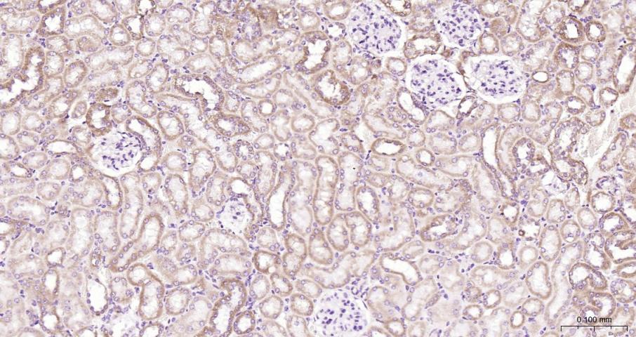 Cytochrome C Rabbit pAb(bs-001