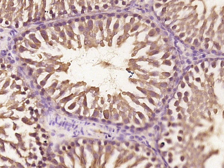 Myosin 1C Rabbit pAb(bs-19181R