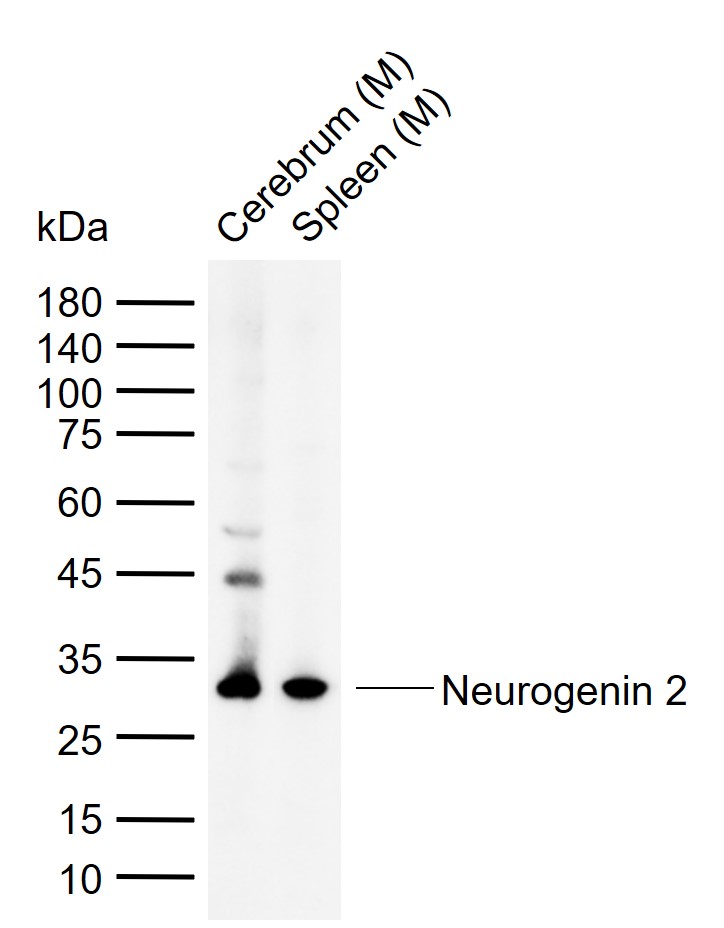 Neurogenin 2 Rabbit pAb(bs-369