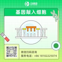 CRISPR/cas9基因敲入/插入细胞服务（荧光蛋白定点敲入/  标签蛋白定点敲入/特定位点敲入/基因点突变）