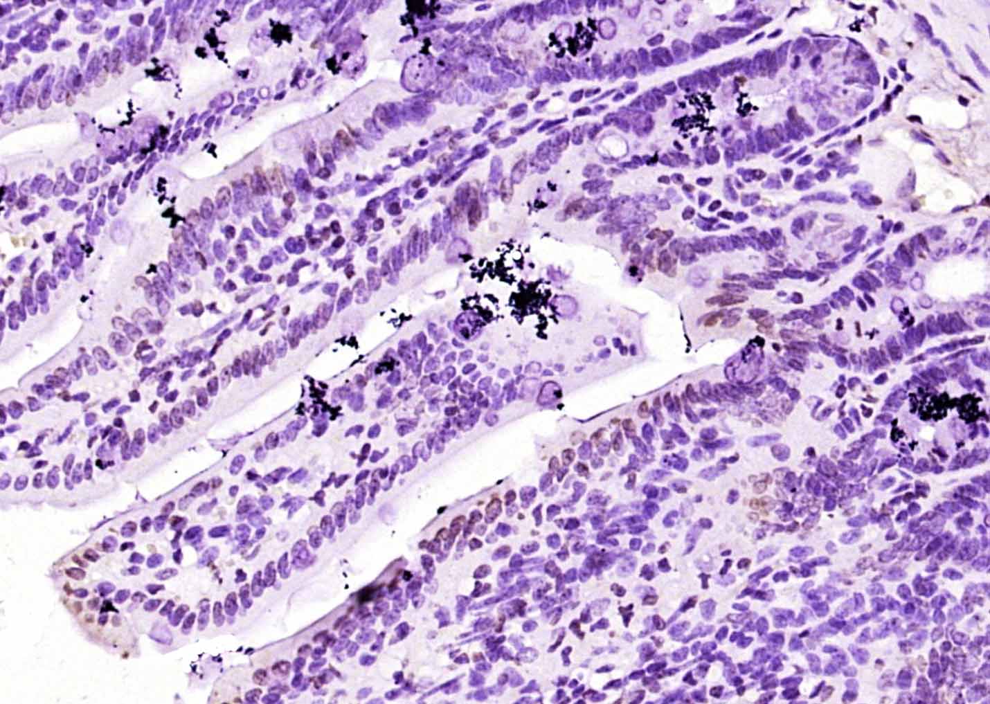 GATA6 Rabbit pAb(bs-1787R)-50u