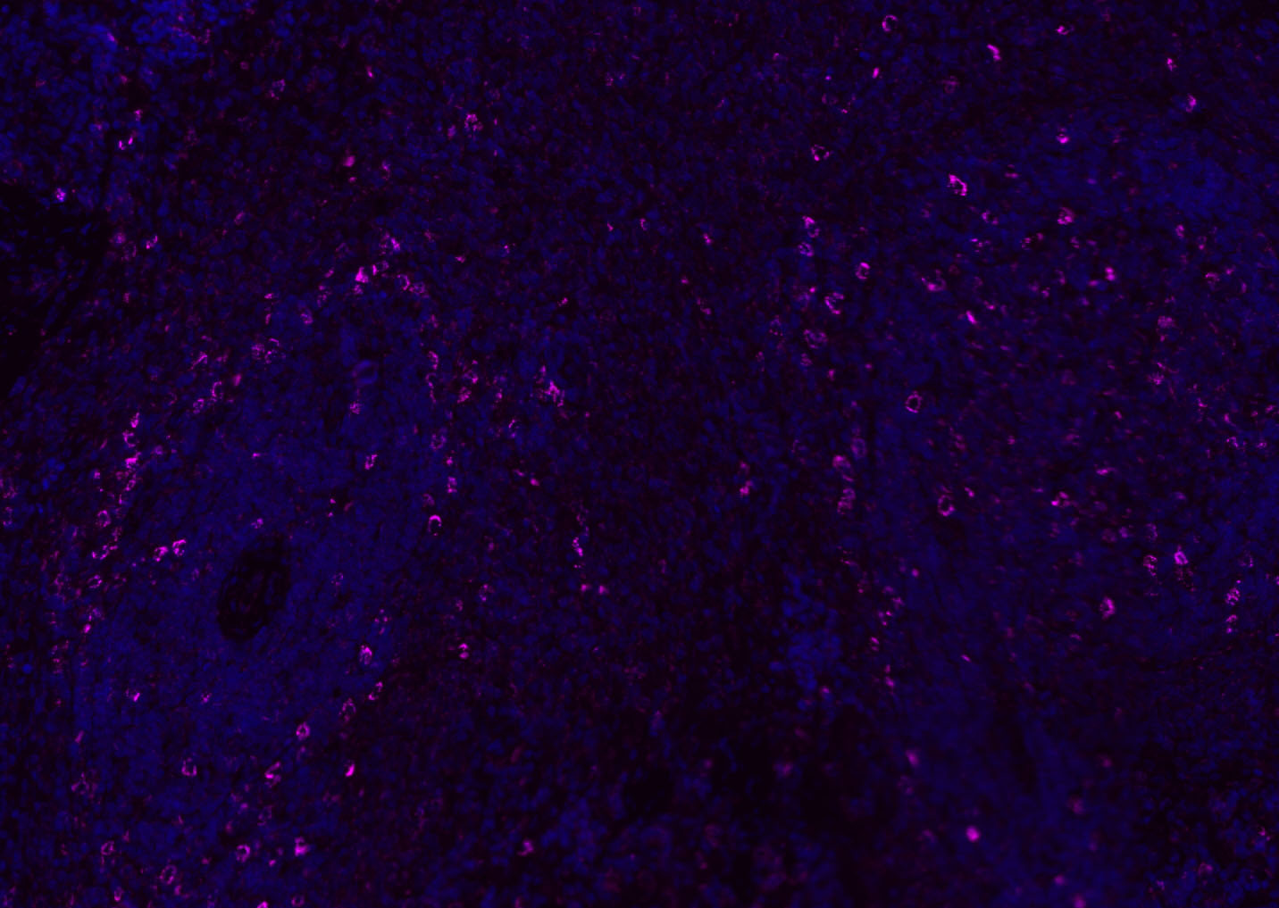CD8B Rabbit pAb(bs-4914R)-50ul