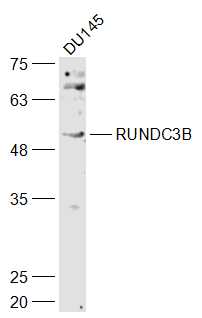 RUNDC3B Rabbit pAb(bs-18968R)-