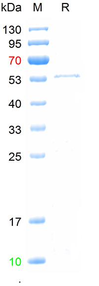 Recombinant CPV VP2 protein, H