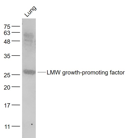 LMW growth-promoting factor Ra