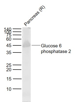 Glucose 6 phosphatase 2 Rabbit