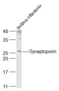 SYNPR/Synaptoporin Rabbit pAb(