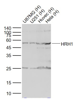 HRH1 Rabbit pAb(bs-6663R)-50ul