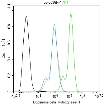 Dopamine beta Hydroxylase Rabb