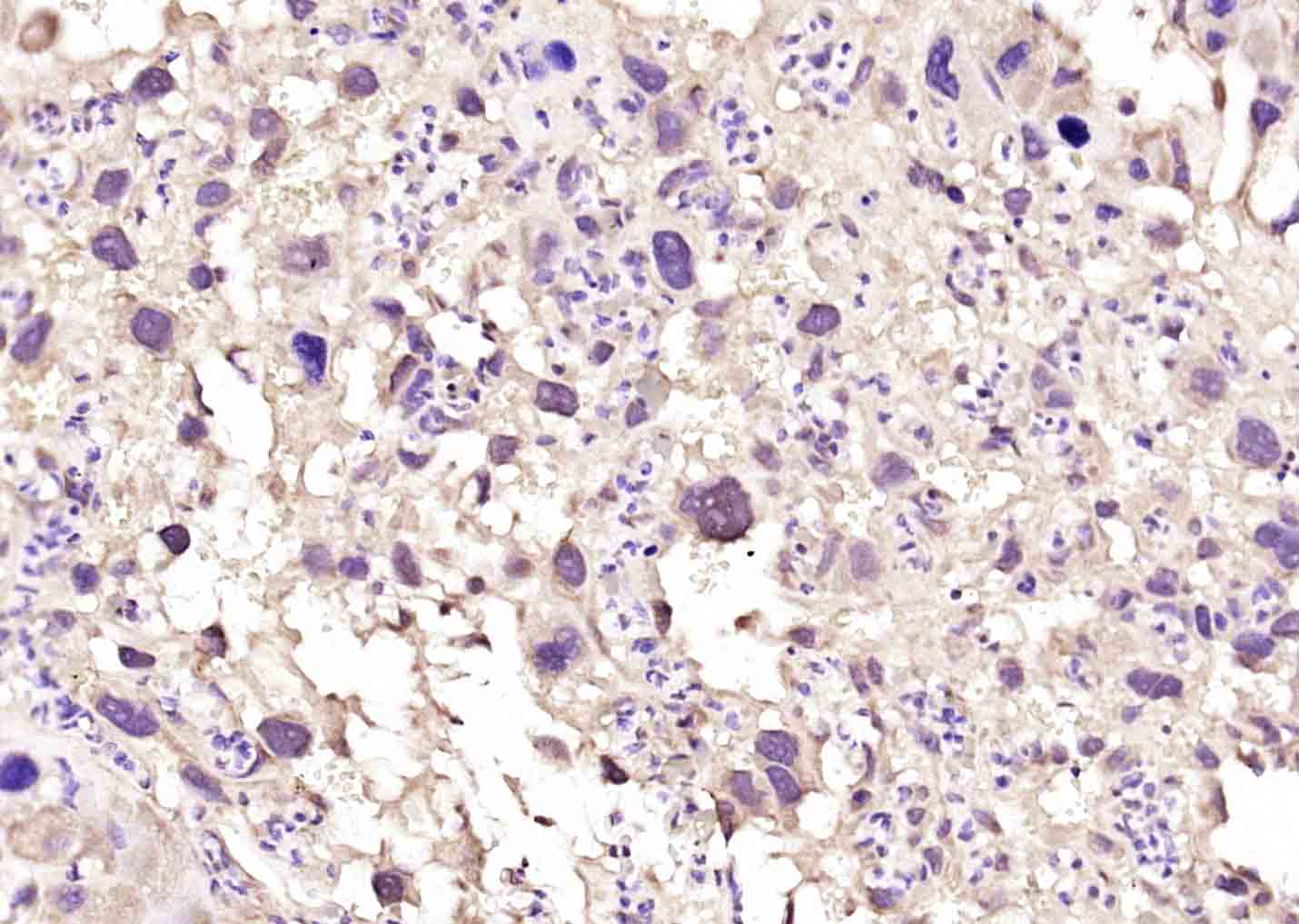 RACGAP1 Rabbit pAb(bs-7766R)-5