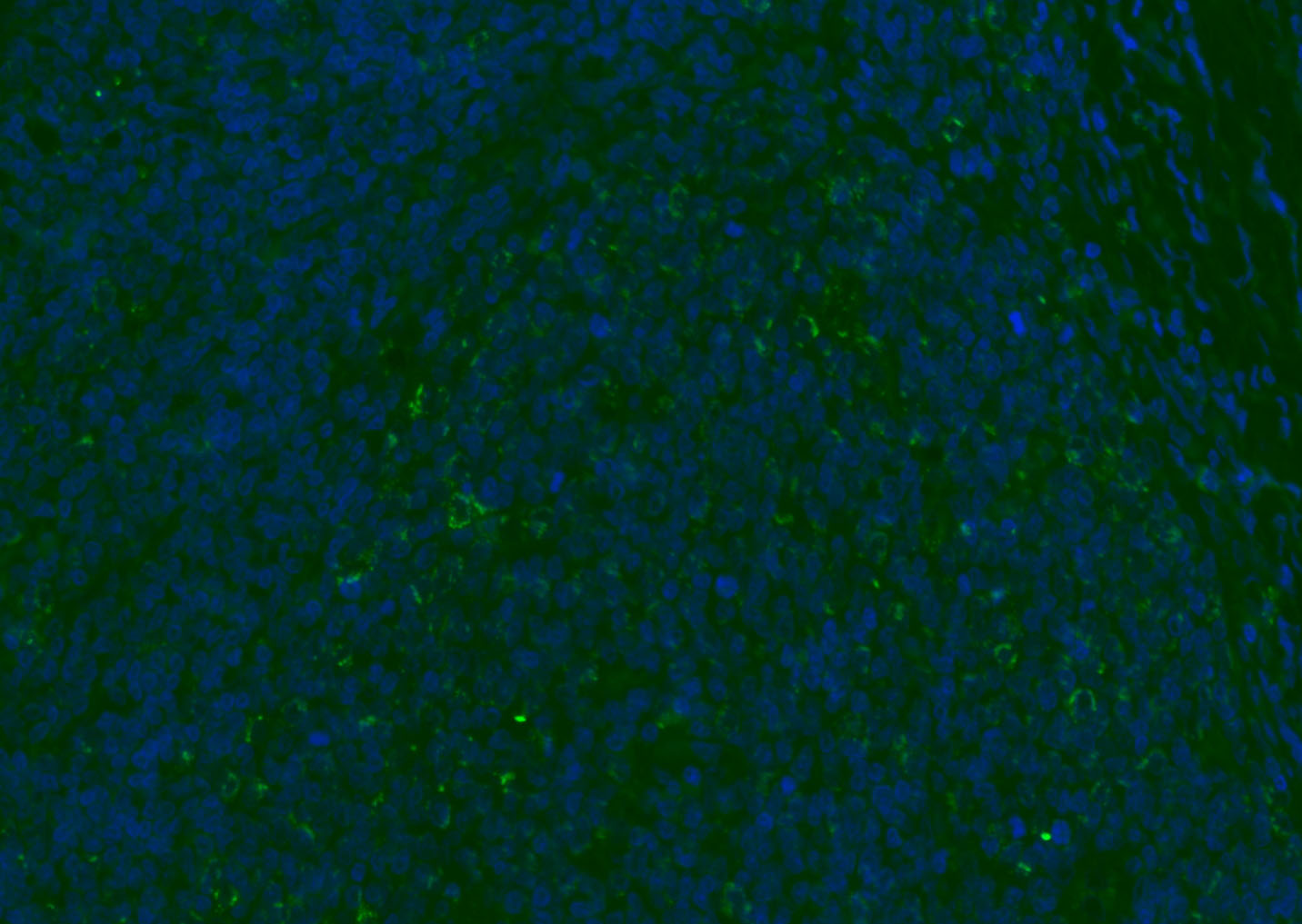 CD8B Rabbit pAb(bs-4914R)-50ul