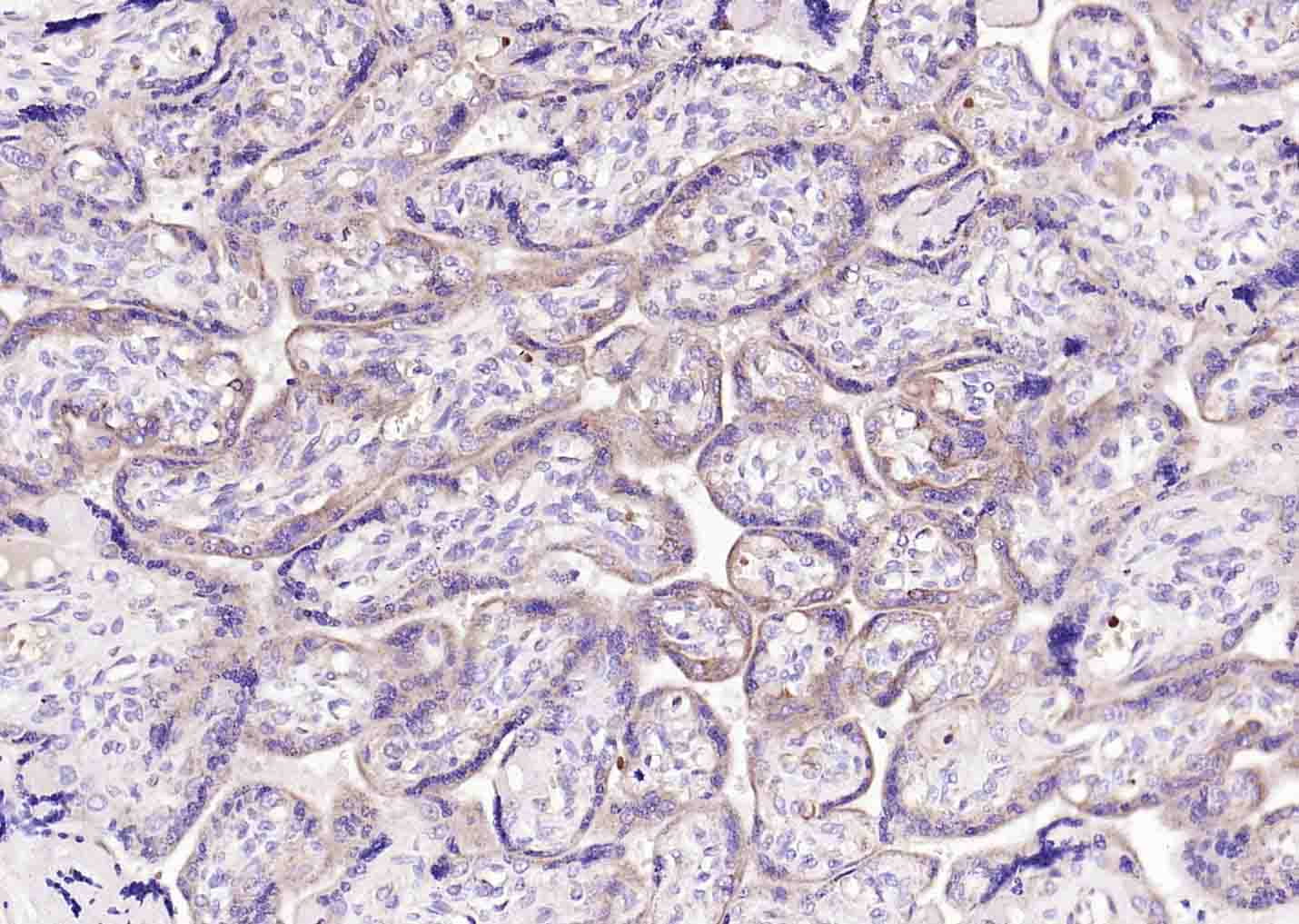 DIO2 Rabbit pAb(bs-3673R)-50ul