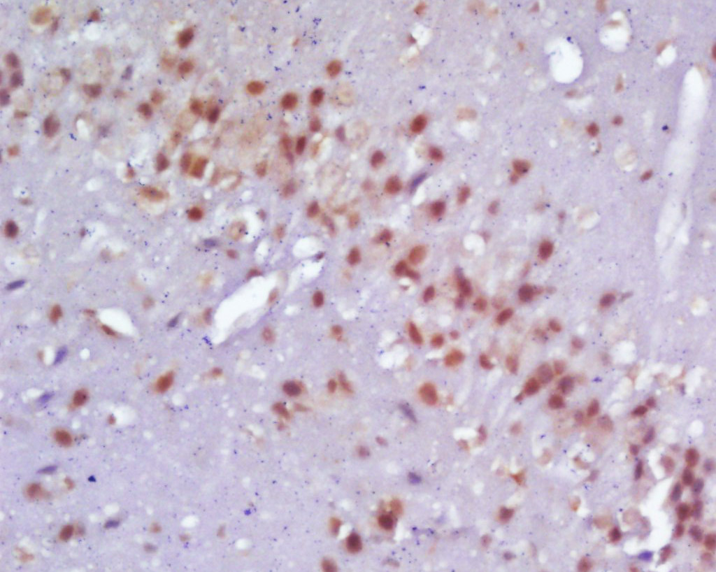 Neurogenin 2 Rabbit pAb(bs-369