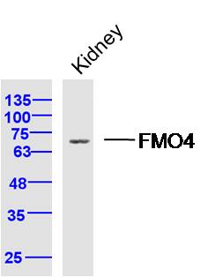 FMO4 Rabbit pAb(bs-16099R)-50u