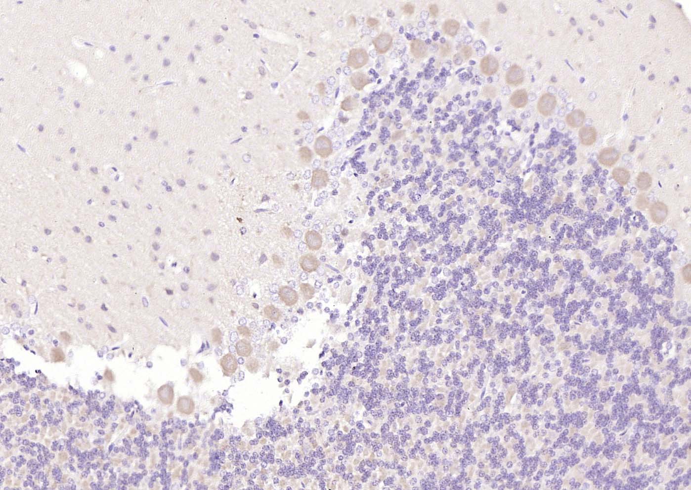 5HT7 Receptor Rabbit pAb(bs-12