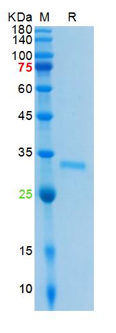 Recombinant SARS-Cov-2 3C-like