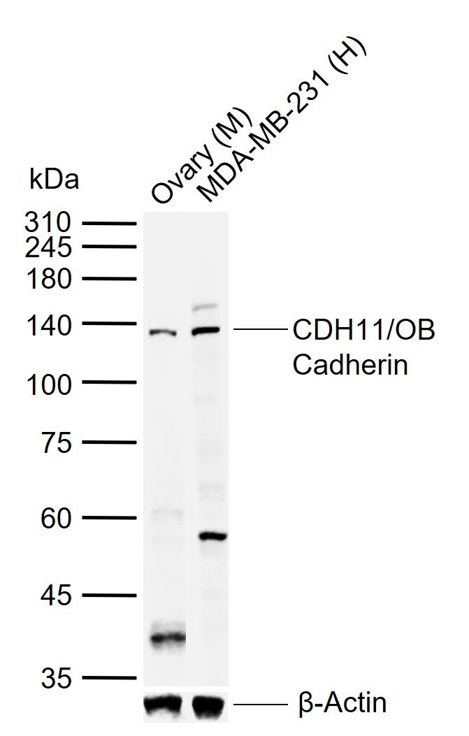 CDH11/OB Cadherin Rabbit pAb(b
