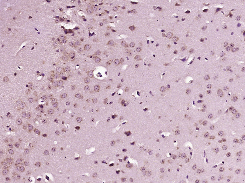 EXDL1 Rabbit pAb(bs-14656R)-50