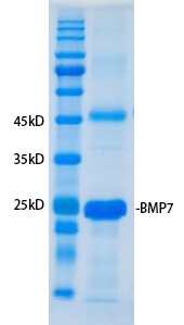 Recombinant human BMP-7 protei