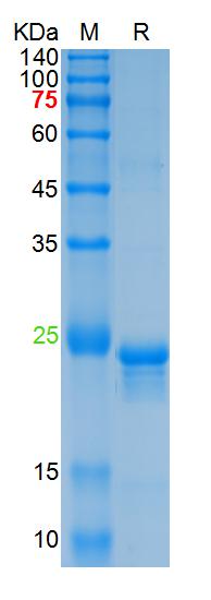 Recombinant human bFGF protein