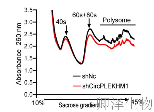 超越转录组，您的翻译组学研究最佳合作伙伴， 让核糖体的“工作实况”一目了然
