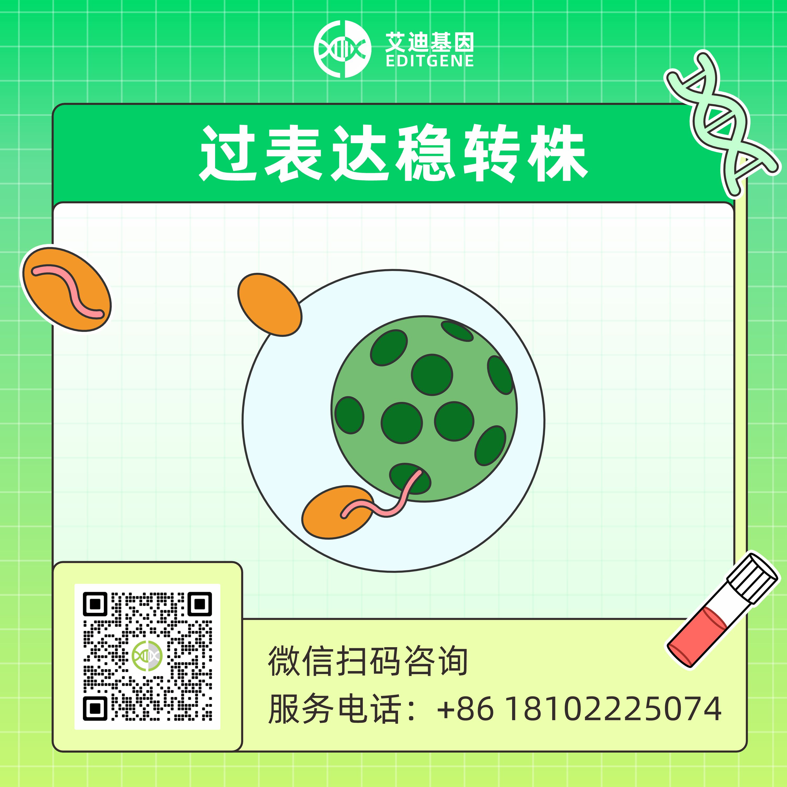 基因过表达稳转细胞株/系构建服务