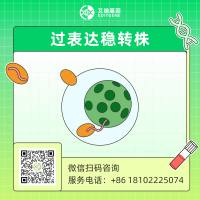 基因过表达稳转细胞株/系构建服务