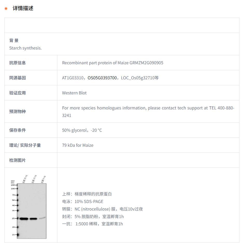 【植物抗体】Anti-su4/ISA2/ sugary4 r