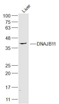 DNAJB11 Rabbit pAb(bs-14369R)-