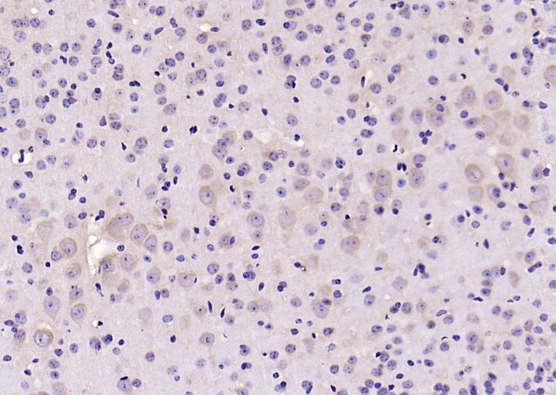 14-3-3 Rabbit pAb(bs-9654R)-50