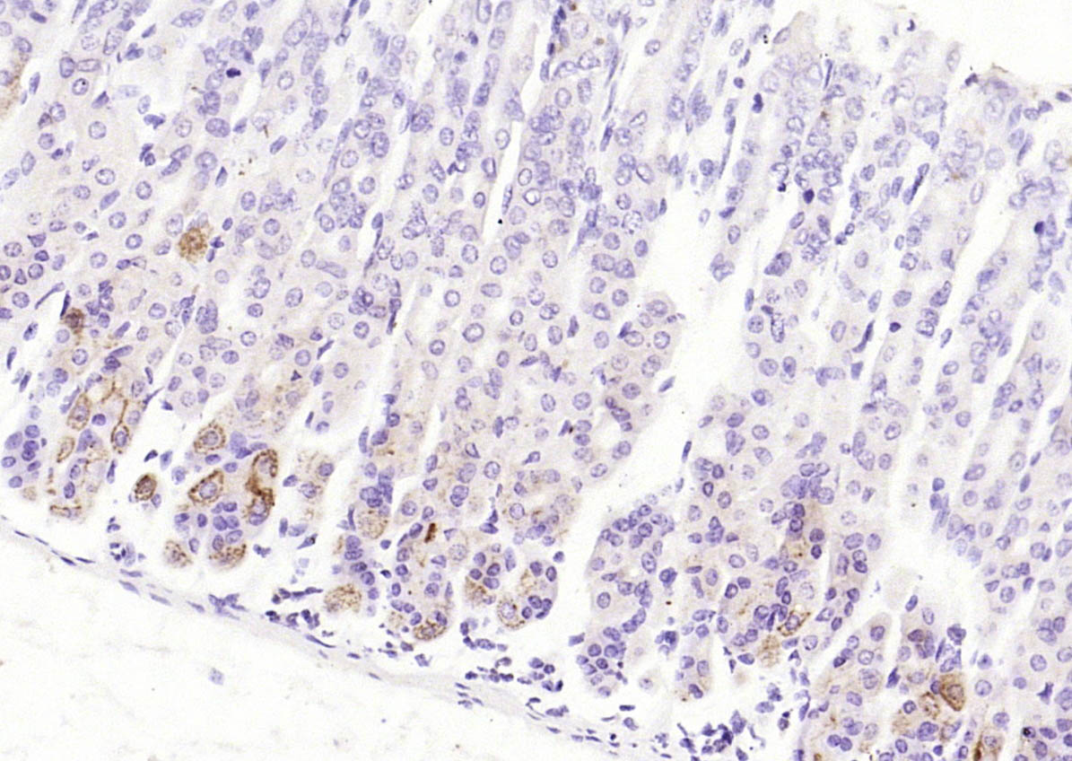 CCDC80 Rabbit pAb(bs-7992R)-50